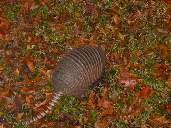 Armadillo at night in Homosassa Springs